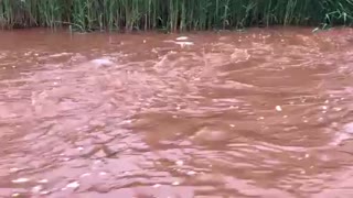 Catfish Schooling