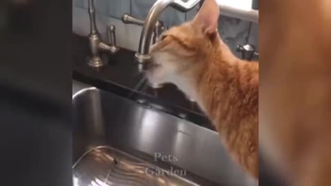 Top funny cat videos Part 1 - Try not to laugh