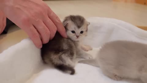 The kitten that meows back when its owner talks to it is so cute...