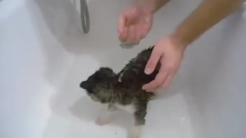 Charlie the husky getting his first bath