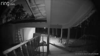 Bear Caught On Camera Stealing The Cat's Food