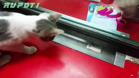 Cat steals money