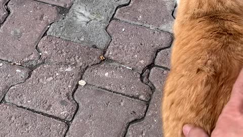 Istanbul Street cat