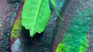 Female and male leaf bug