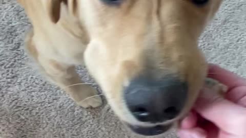 Golden retriever gets a hold of something he shouldn’t have