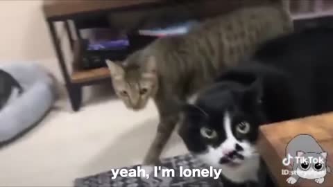 Hilarious cats talking caught on video