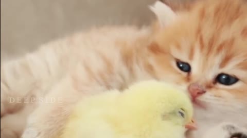 Kitten sleeps sweetly with the Chicken 🐥 Fluffy orange meets with the yolk