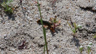 Desert Superbloom caterpillars