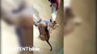 Bottle Feeding a Lion Cub