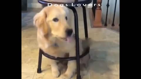 A Dog Sits Under The Chair Very quickly.