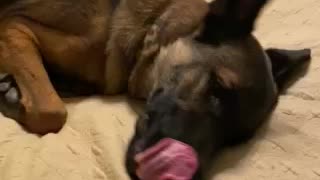 Belgian Malinois Face Rub