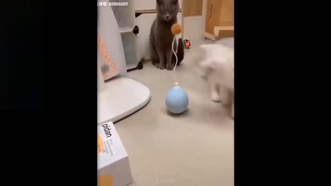 Cat playing with toy funny video 2