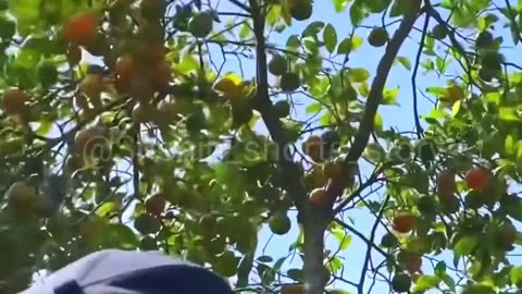 Digital machine for harvesting fruit from trees