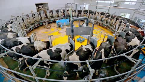 Process milking cows. Dairy cows on milking machine