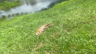 Silken Windhound Puppy Tumbles Down Hill