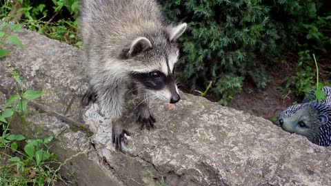 Mother Raccoons are Amazing | Incredible Footage!