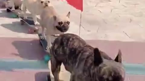 Funny Dogs short Video