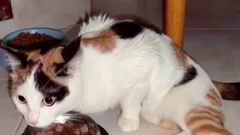 Cute Cats and Funny Animals Compilaton 😹 Try Not To Laugh Challenge - Cute Cat 091