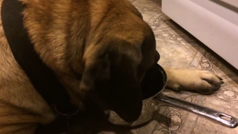 Gunner our English Mastiff helps with the dishes