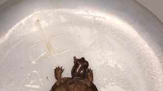 Baby Box Turtle eating an earthworm.