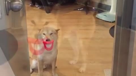 Shiba dog