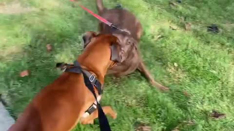 A pair of boxer dogs playing with each other in a beautiful way