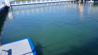 Cuba - Cayo Santa Maria Dolphin Show