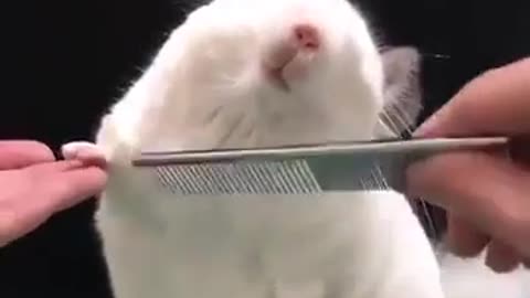 Combing the hair of a cute cute Nazi mouse