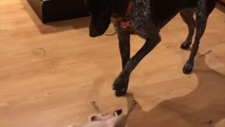 Dog Snaps After Being Stomped On