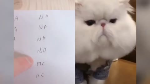 Funny -cat speaking English