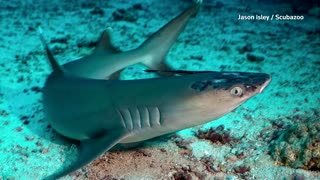 Malaysia's reef sharks stricken with skin disease