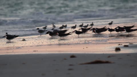 Beach Nesting Season Has Begun