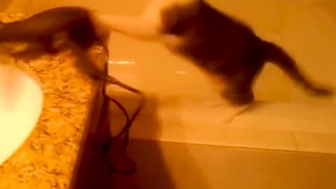 The cat was frightened by the hair dryer