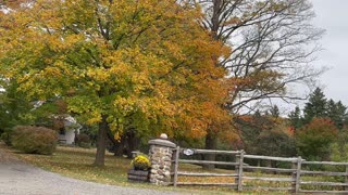 Beautiful fall in Toronto