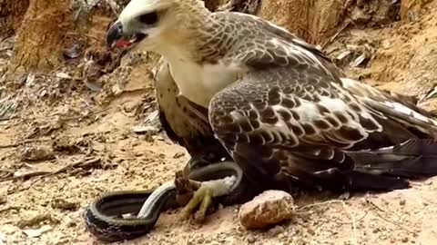 Eagle vs snake best fight ever