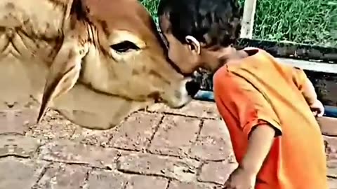 Cow Respect in Sanatan Dharma..🕉️🗿--wait for end#god #hindu #hinduism #shorts
