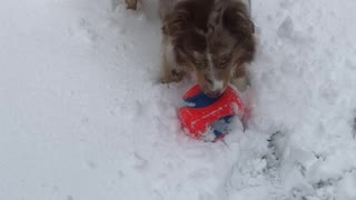 Super cute dog love to play in the snow