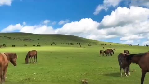 Driving on the grassland