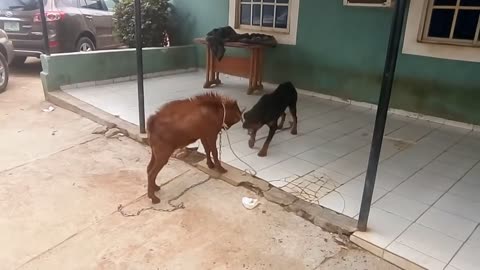 dog and goat fight you should watch