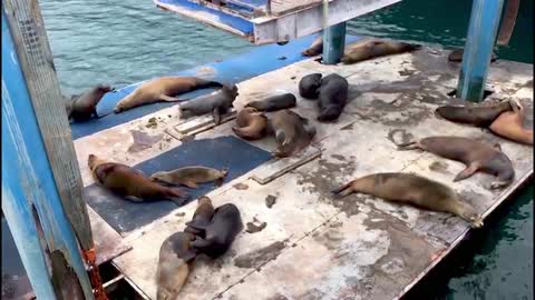 Galapagos sea lions hold epic burping contest on hijacked barge