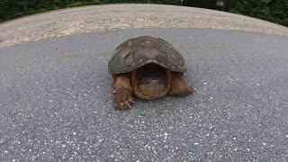 Backroad Turtle
