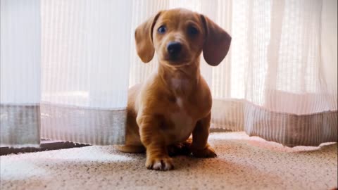 CUTE PUPPIES PLAYING!