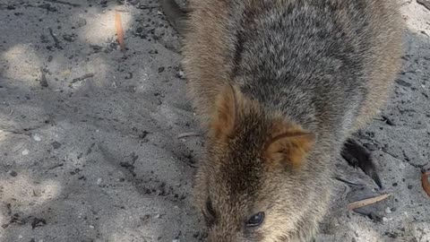 Feeding rottos (quokkas) at rottnest island