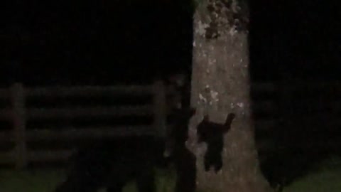 Momma Bear and Four Cubs Climbing Trees