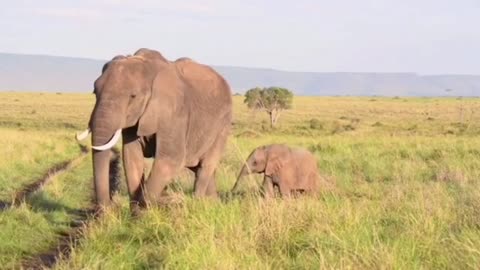 Baby Elephant and its Mom.