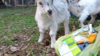 Snack time baby goats