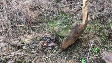 Lorena's Tree Rescue