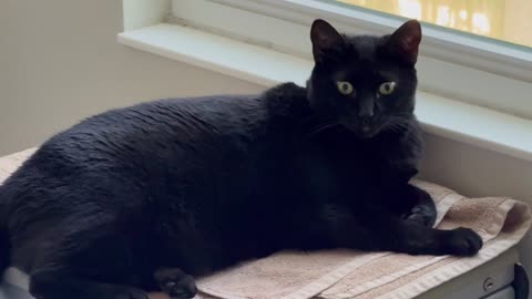 Adopting a Cat from a Shelter Vlog - Cute Precious Piper Loves Her New Spa