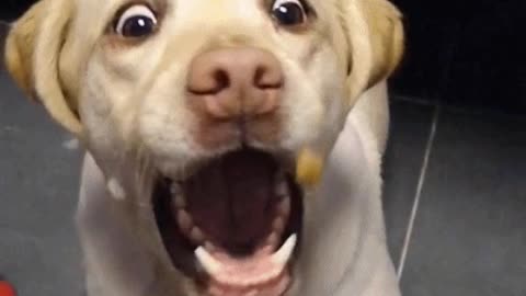 Hilarious expressions of dogs trying to catch snacks in the air