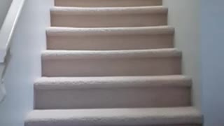 Flying Corgi Puppy Runs Down Stairs